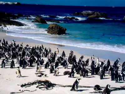 Penguins at Coast: Heading to Water Wallpaper