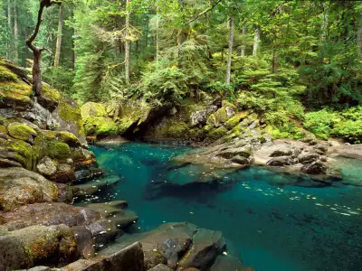 Beautiful Nature River