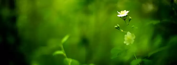 Grass Nature For Facebook Covers