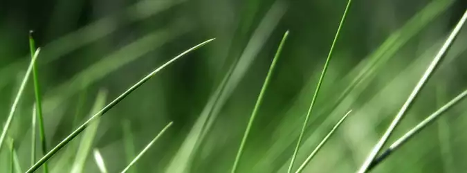 Grass Nature For Facebook Covers