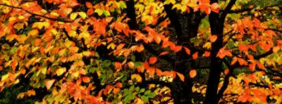 Autumn Nature Facebook Covers