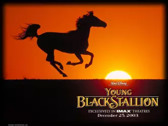 The Young Black Stallion 002