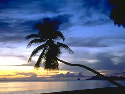 Beach Sunset And Palm