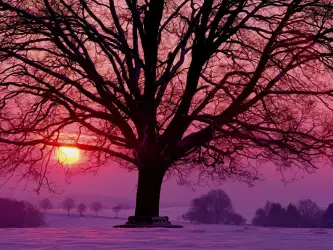 Winter Nature Sunset