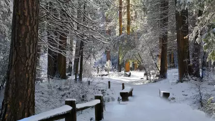 Winter Wonderland: Snowy Forest Road