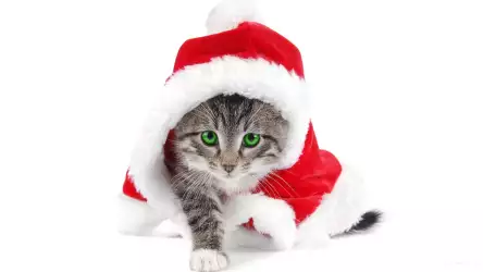 Christmas Day Wallpaper - Festive Feline as Santa's Purr-fect Helper