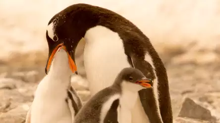 Antarctica Animal