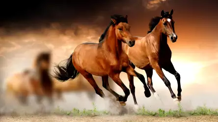 Two Brown Horses Running Wallpaper