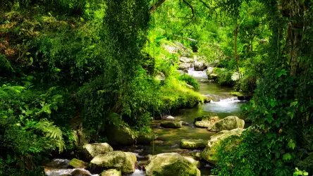 Enchanting Rainforest River Scene