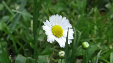 Daisy Flower and Grass Wallpaper