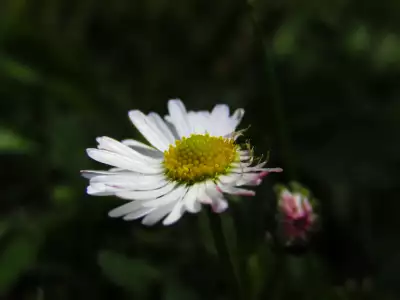 Beautiful Daisy flower on meadow