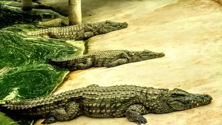 Majestic Crocodile: Striking Reptilian Wallpaper
