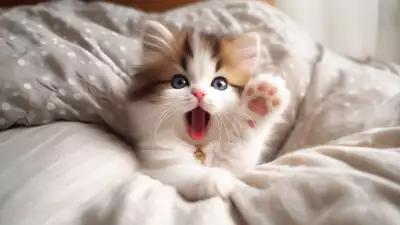 A cute kitten with blue eyes and white paws waving at the camera.