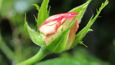 Thorn Rose Red Opening Wallpaper - Unfolding Beauty in Nature