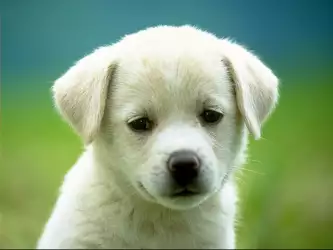 Cute white baby dog