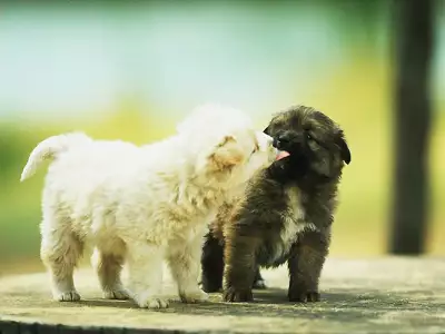 Young dogs are kissing