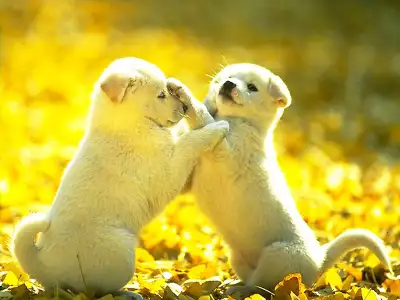 Tiny Baby Dogs are playing together
